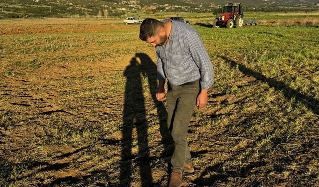 Isparta'da tarla fareleri çiftçinin ekili tarım arazisine zarar verdi