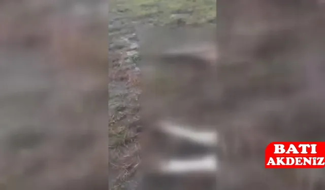 Hayvan sürüsü üzerine yıldırım düştü
