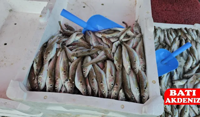 10 ton balık avladı, kilosu 50 liradan sattı
