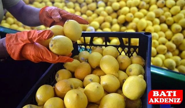 Hatay'dan Dubai'ye gidecekti! Tonlarcası imha edildi