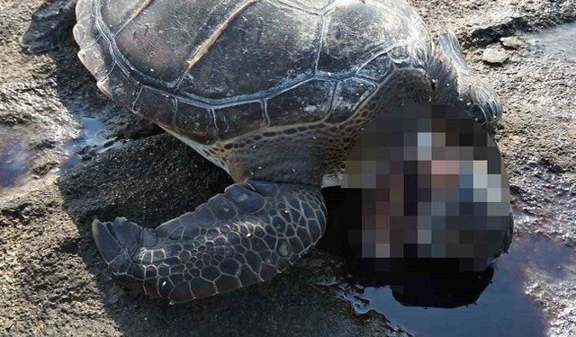 Antalya’da Doğaya Karşı Suç: Koruma Altındaki Canlıya Korkunç Saldırı!
