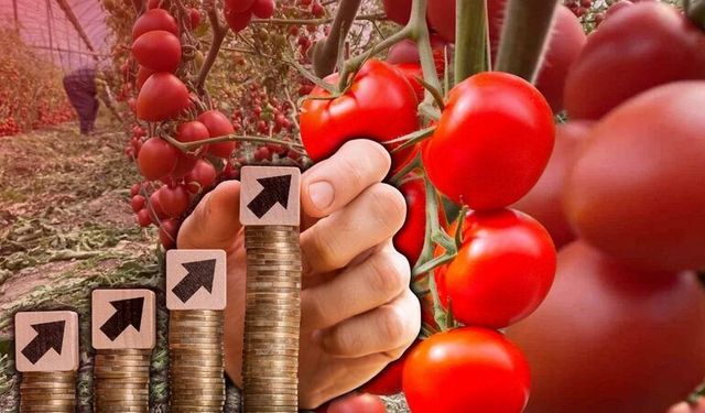 Antalya hallerinde temmuz verileri dikkat çekti: Domateste sert düşüş, fiyatta güçlü artış