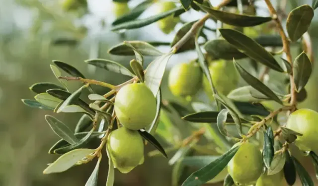 Ayvalık, zeytin ve zeytinyağının buluşma noktası olacak