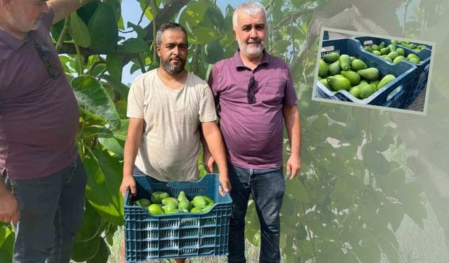 Antalya'da avokado sezonu Clifton’la açıldı!