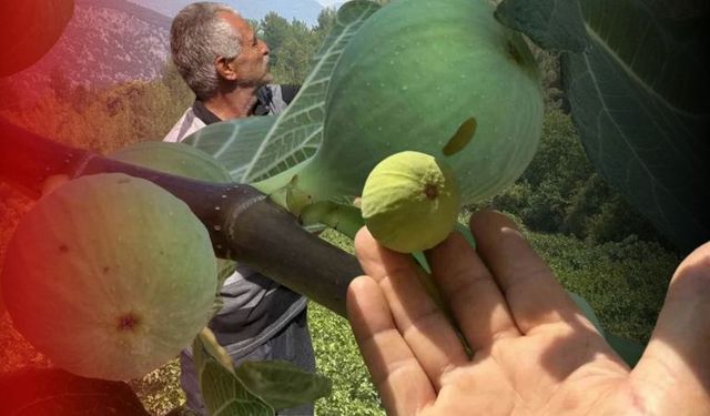 Antalya'da sıcak hava inciri vurdu! Rekolte yüzde 50 düştü!