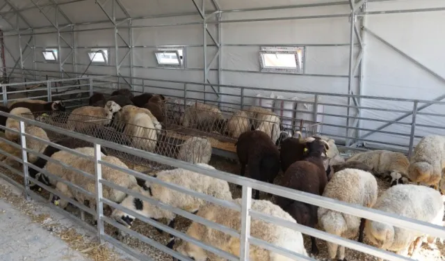 Hayvan pazarı geçici süreyle kapatıldı