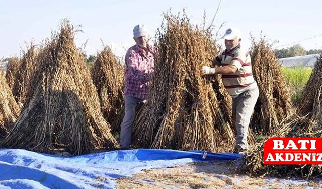 Türkiye’nin Susam Deposu Antalya! Üretimin Üçte Biri Bu Kentten