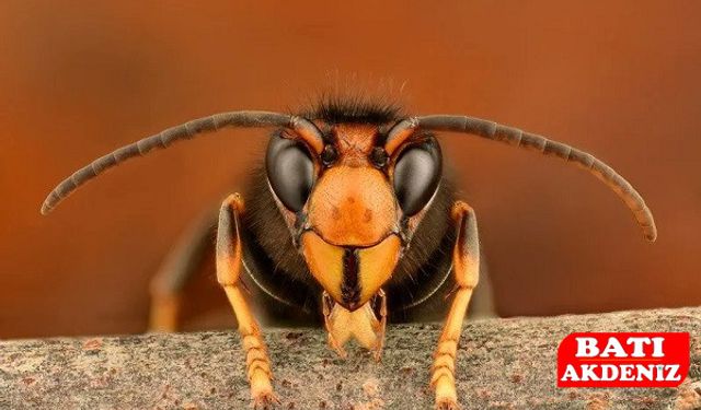 Doğanın Gücüyle Mücadele: 1 Milyon Samuray Arısı Salındı