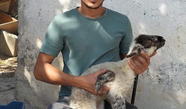 Antalya’da 5 Bacaklı Kuzu Dünyaya Geldi