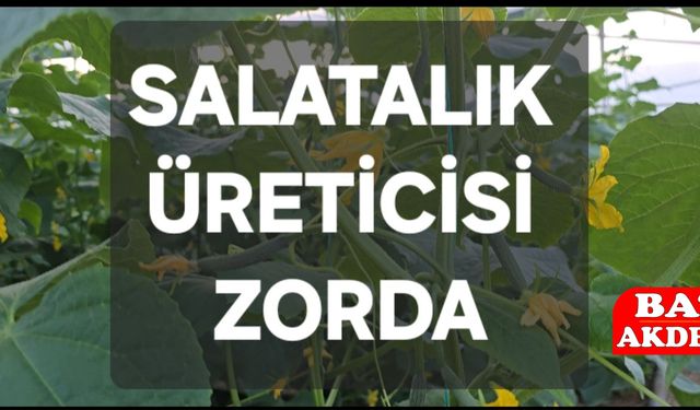 Salatalık Üreticisi Zorda
