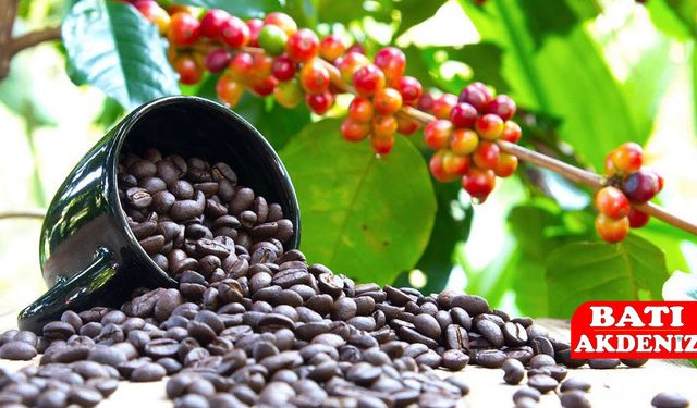 Kahve Kumluca’dan Gelecek!