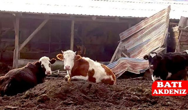 Şap Hastalığı Yayılıyor: 18 Köy ve 4 Mahalle Kapatıldı