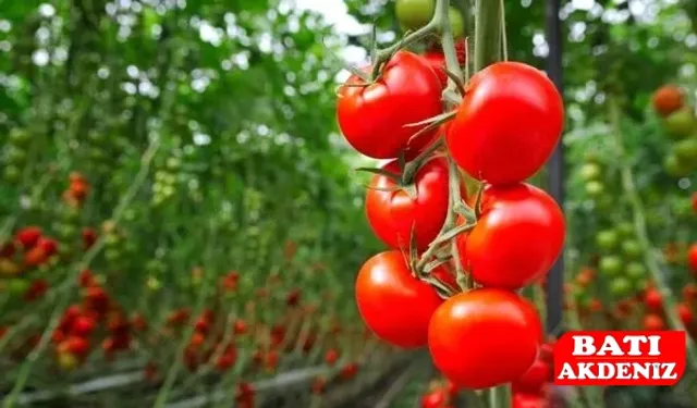 Antalya Hal Fiyatları: Sebze ve Meyvede Güncel Piyasa