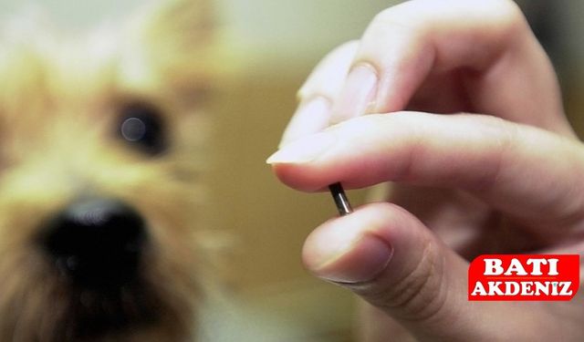 Kumluca’da Kırsaldaki Köpek ve Kediler İçin Kayıt ve Kimliklendirme Uyarısı