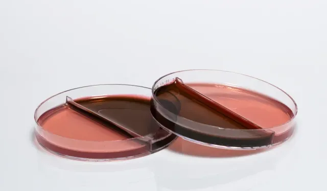 Mikrobiyolojide Güven ve Verimlilik: Hazır Tüp Besiyeri Çözümleri