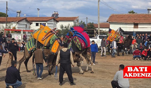 Kumlucalı Devecilerden Antrenman Güreşi