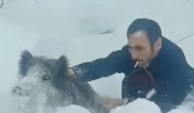 Sigara Ağzında, Domuzu Ellerle Yakaladı! Erfelek’te Şaşırtan Anlar