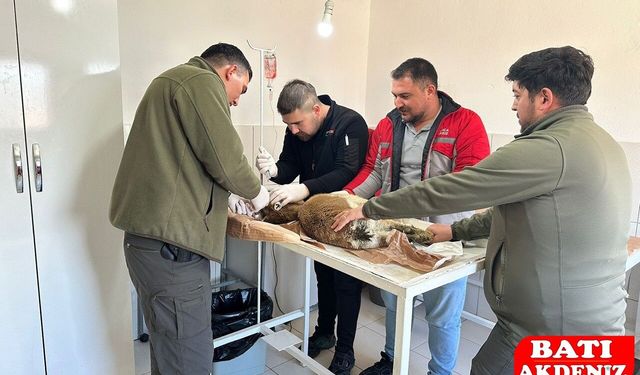 Kumluca'da Bitkin Halde Bulunan Yaban Keçisini Tedavi Altına Aldı