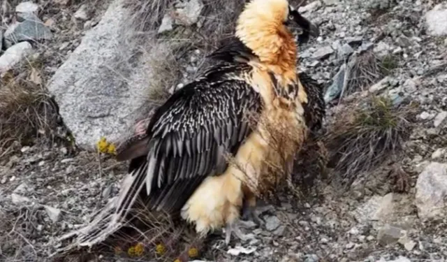 Artvin'de 'Sakallı Akbaba' yeniden doğaya salındı