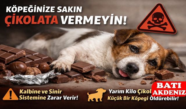 Köpeğinize Sakın Çikolata Vermeyin!