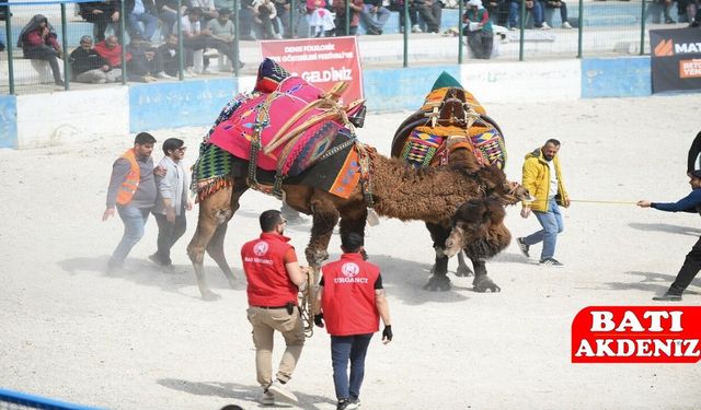 20. Geleneksel Demre Deve Güreşleri Festivali Coşkuyla Gerçekleştirildi