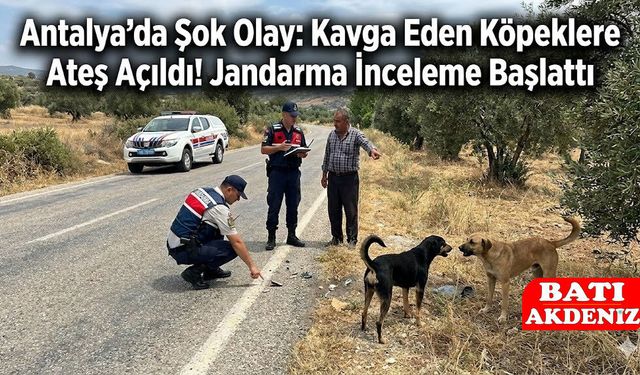 Antalya’da Şok Olay: Kavga Eden Köpeklere Ateş Açıldı! Jandarma İnceleme Başlattı
