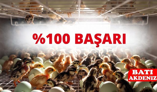 Nova Farm Kumluca’da Kuluçka Mucizesi: Bıldırcın Yumurtalarının Tamamı Yavru Oldu!