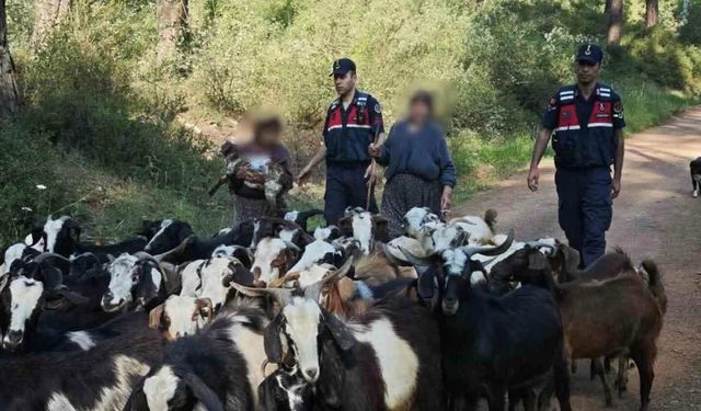 Kumluca’da Jandarmadan "Keçi" Operasyonu: 41 Hayvan Sahibine Teslim Edildi