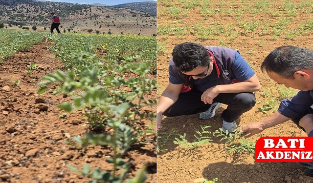 Elmalı'da Yeni Nohut Çeşidi Toprakla Buluştu: İlk Çıkış Kontrolleri Yapıldı!