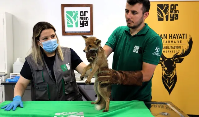 Yavru tilki Ormanya'da şifa buluyor