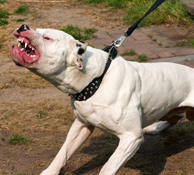 Pitbull cinsi köpeğin saldırısına uğrayan 3 kişi yaralandı