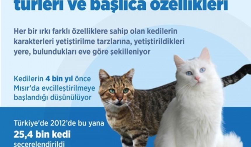 Türkiye’deki en yaygın kedi türleri ve başlıca özellikleri