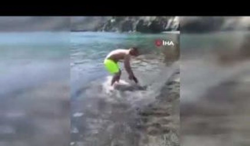 Turistler yarım metrelik balon balığını ayakkabılar ile yakalamaya çalıştı
