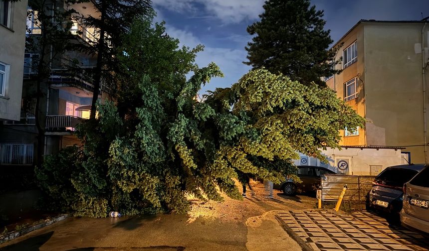 Ankara'da yağış nedeniyle ağaç devrildi