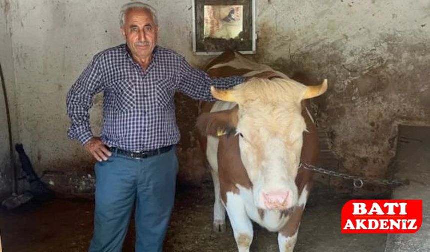 Şaşkınlık Yaratan Dolandırıcılık: 155 Binlik İnek 155 TL’ye Gitti!