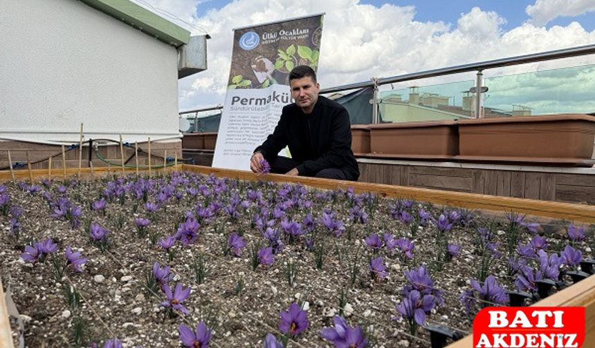 Genel Merkezde Renkli Görüntüler: Ülkü Ocakları’nda Safran Hasadı!