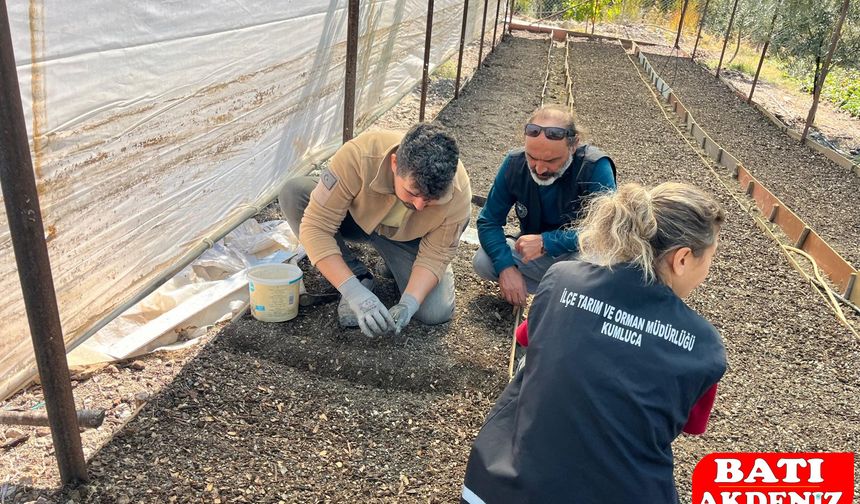 Kumluca’da Salep Dikimi, Demre’de Gübre Denetimi