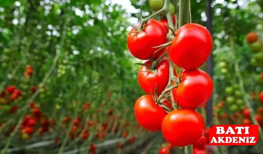 Gazipaşa Hal Fiyatları Açıklandı: Ürün Bazında Güncel Liste