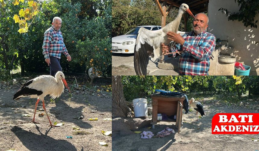 Yaralı Leylek Koruma Altına Alındı