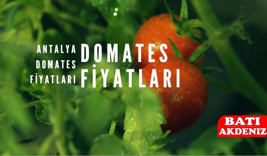 Antalya Domates Fiyatları Bugün Piyasa