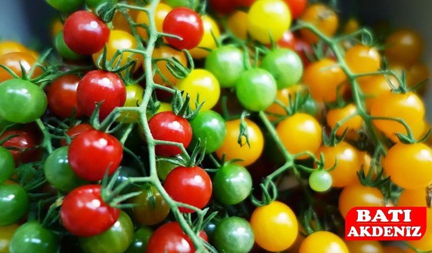Antalya Hal Fiyatları 19 Aralık 2025 | Domates, Biber, Salatalık Güncel Liste