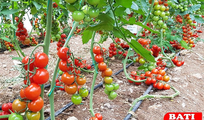 Antalya Domates Fiyatları Bugün