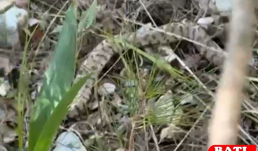 Hayvanları Uyku Tutmuyor: Kış Uykusunda olması gereken Yılanlar Ortaya Çıktı