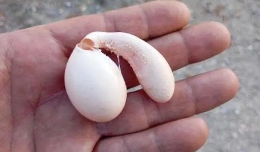 Tavuğun yumurtası şaşırttı!