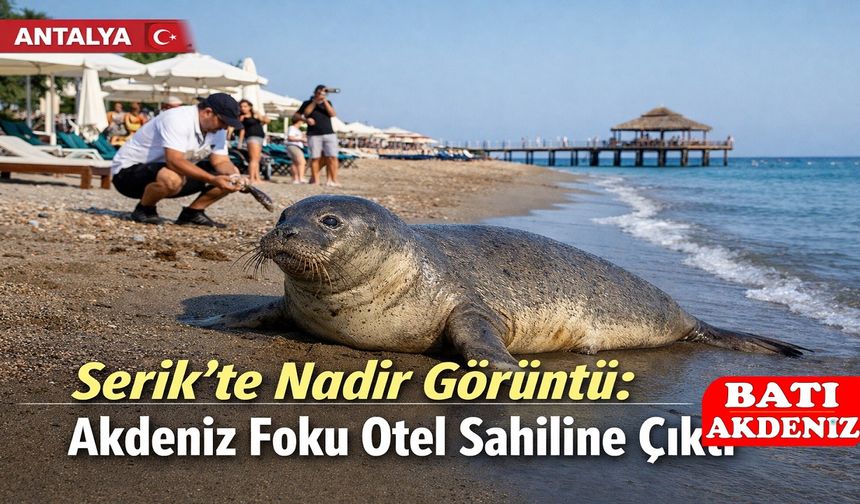 Antalya Serik’te Nadir Görüntü: Akdeniz Foku Otel Sahiline Çıktı