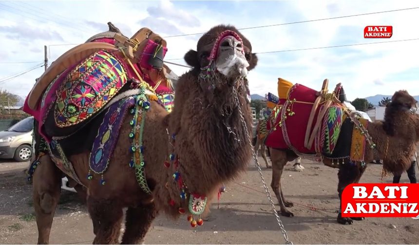 Kumluca’da Antrenman Deve Güreşleri | Sezon Açılmadı, Deveciler Hazırlıkta