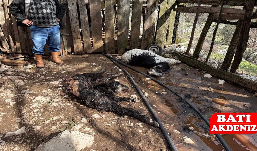 Kumluca'da Ağıla Giren Kurt Kurbanlık Hayvanları Telef Etti