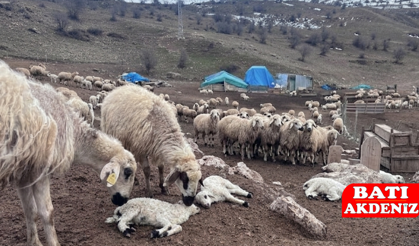Erzincan'da Gizemli Kuzu Ölümleri: 2 Haftada 50'den Fazla Kayıp!