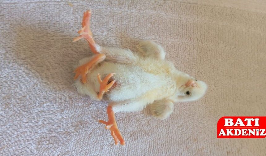 4 Ayaklı Civciv Doğdu: Görenleri Şaşkına Çevirdi