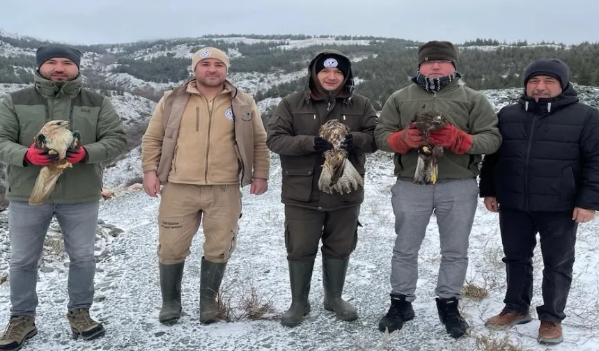 Eskişehir'de tedavi edilen yırtıcı kuşlar doğaya salındı